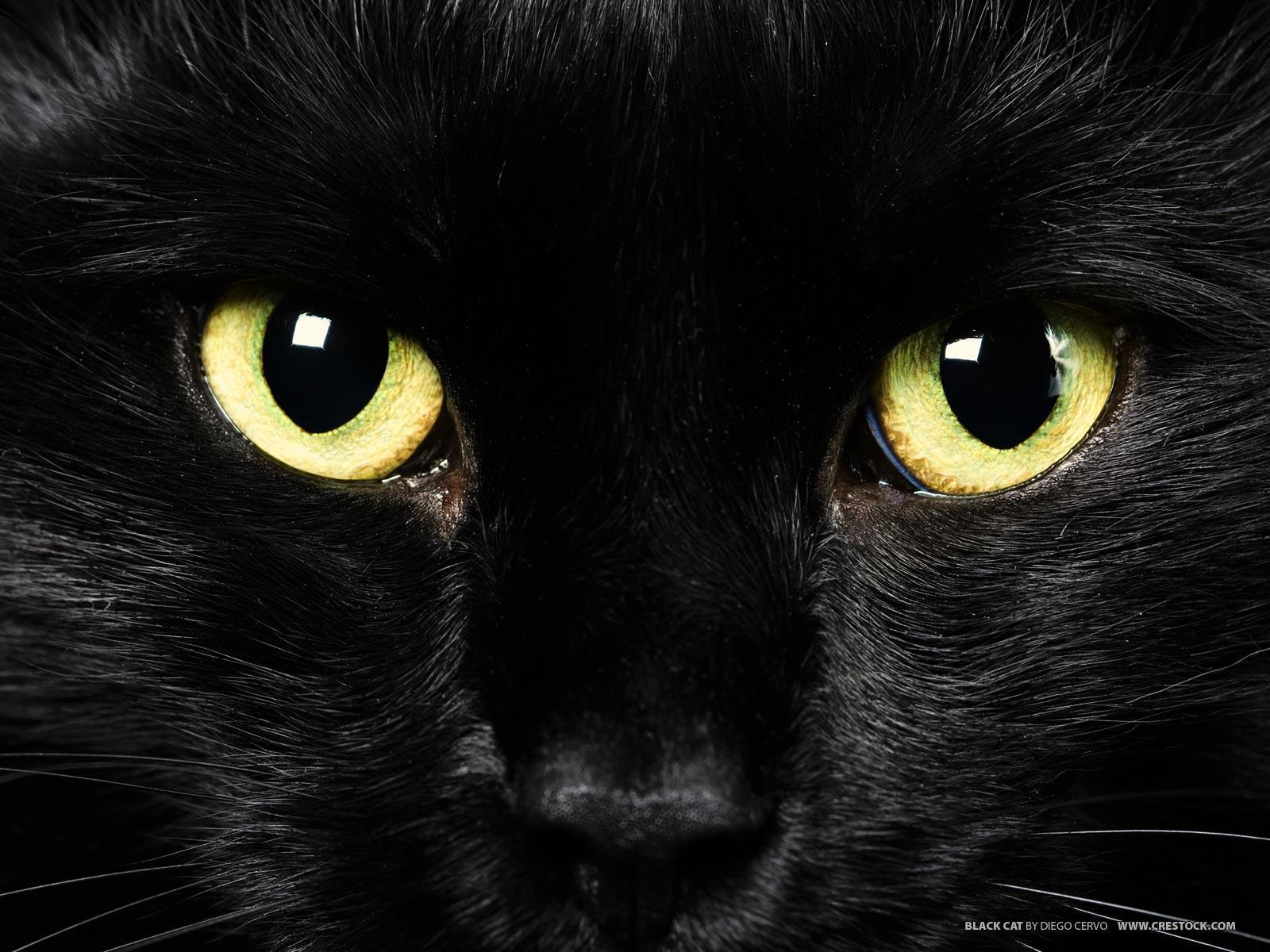 Black Cat With Green Eyes Wallpaper. Green HD Wallpaper