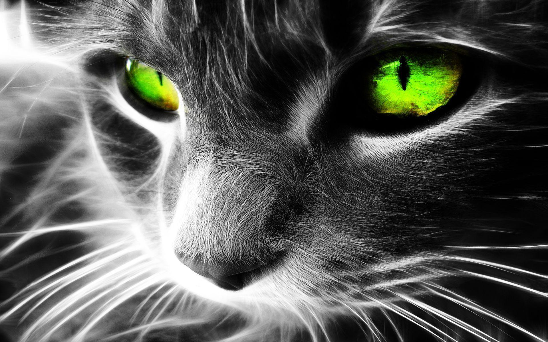Black white cat with green eyes HD Wallpaper
