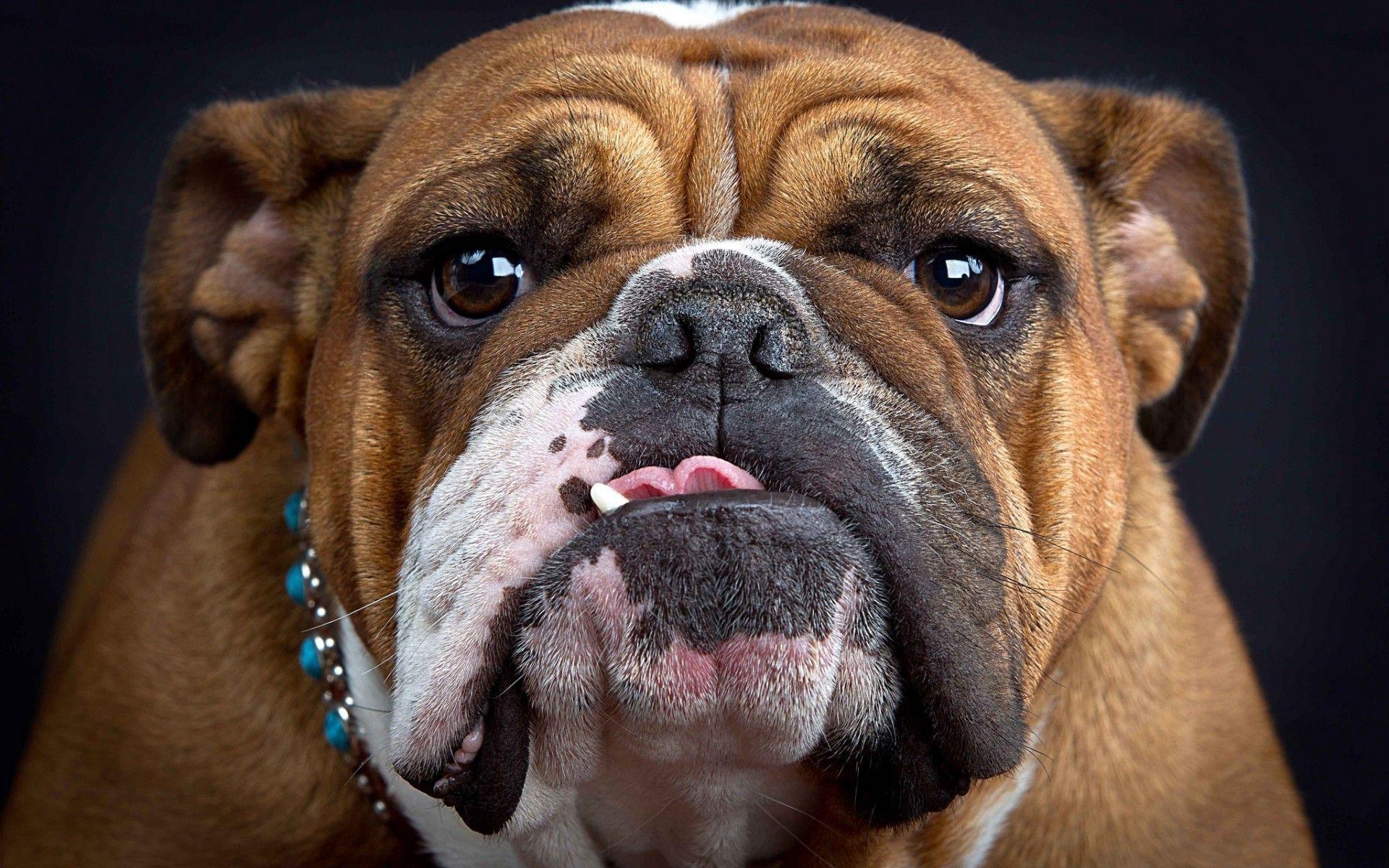 English Bulldog Wallpapers Wallpaper Cave