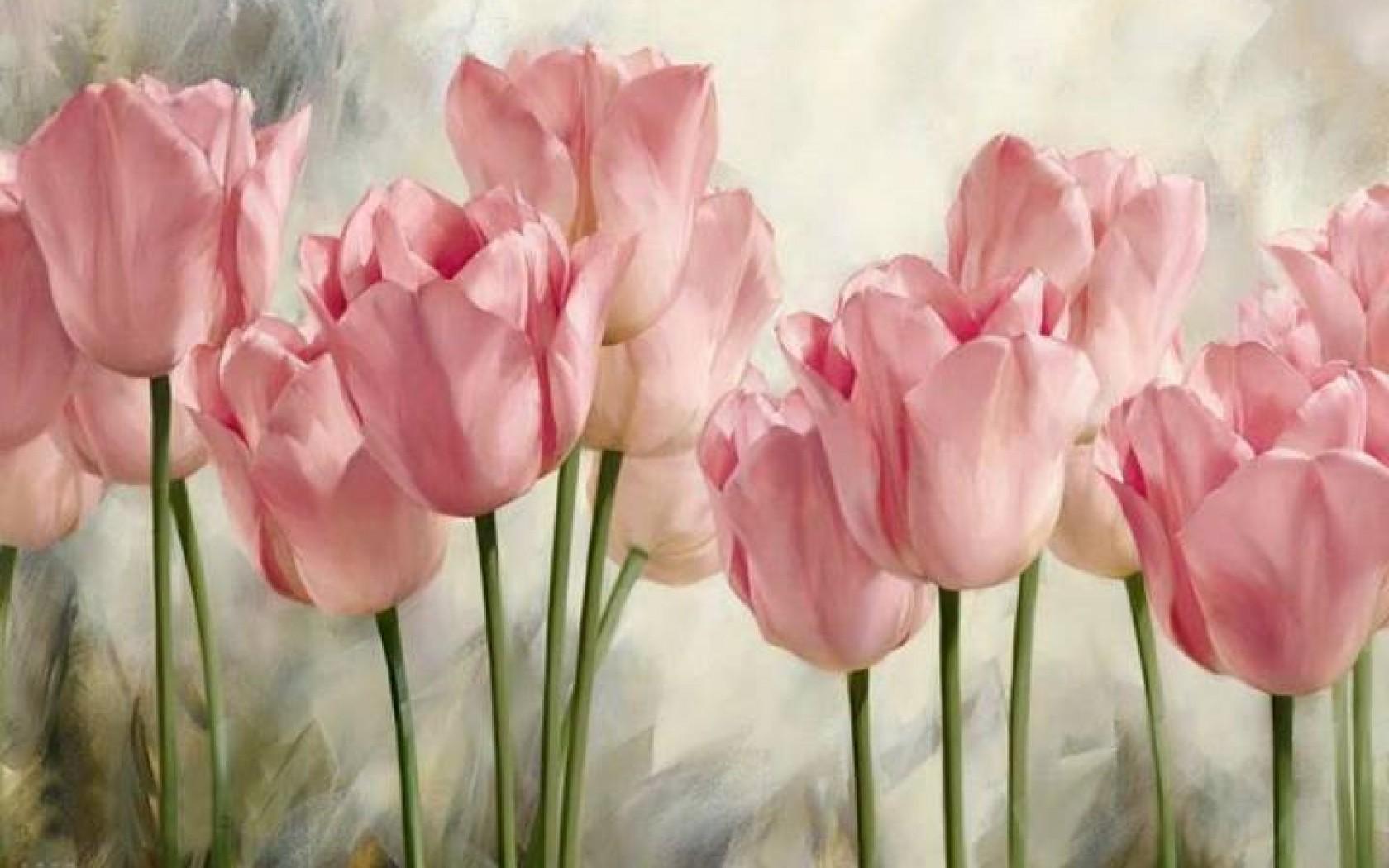 HD Soft pink tulips Wallpaper