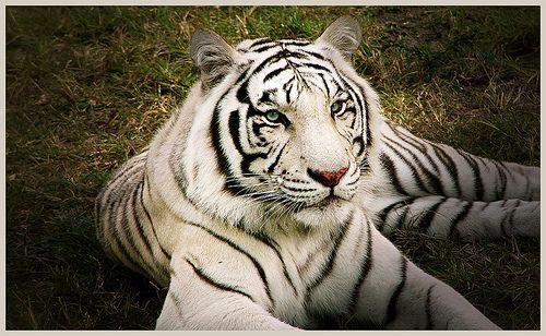 White Tiger Zoo TX Sharing!