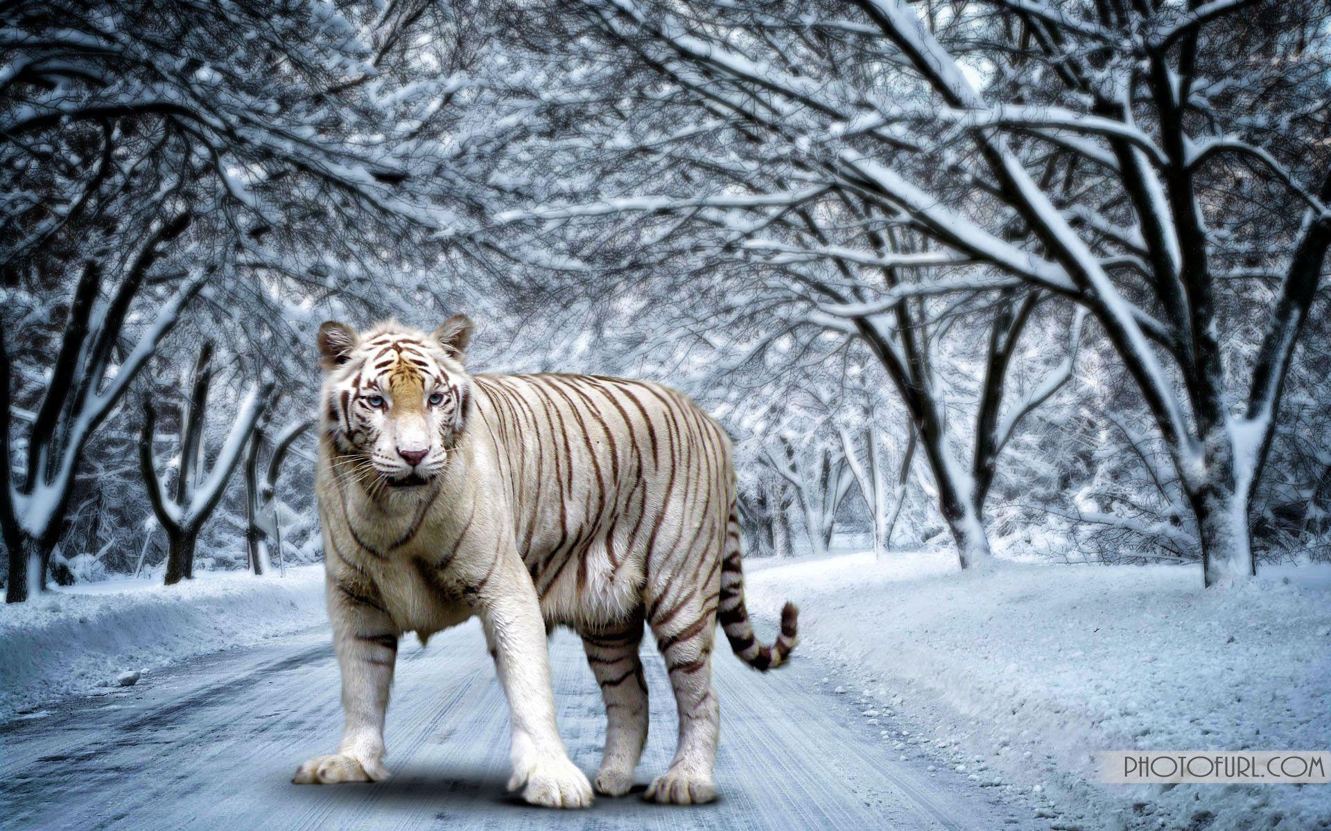 White Bengal Tiger Wallpaper and Background