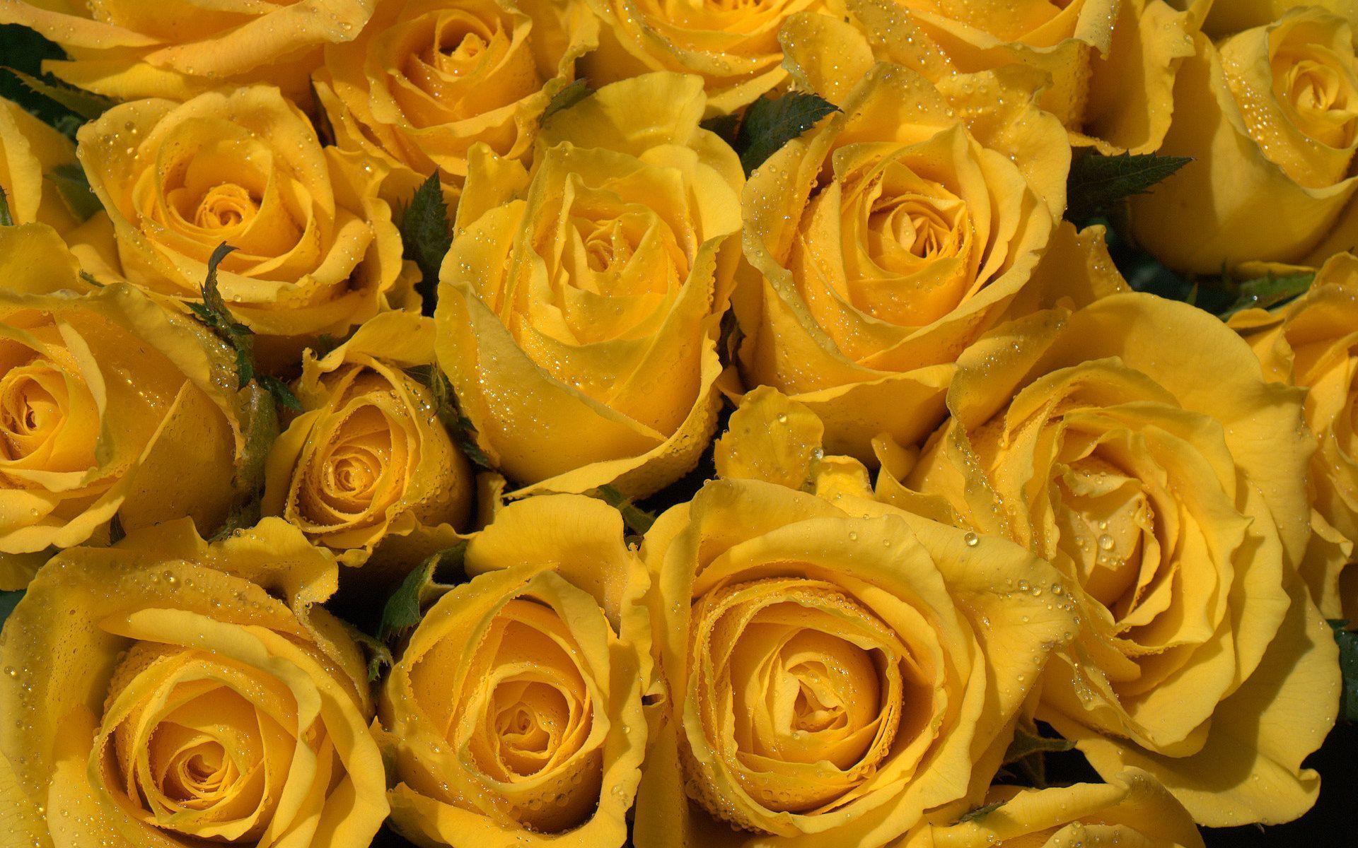 Wallpaper Yellow Roses Flower Beststockpicture