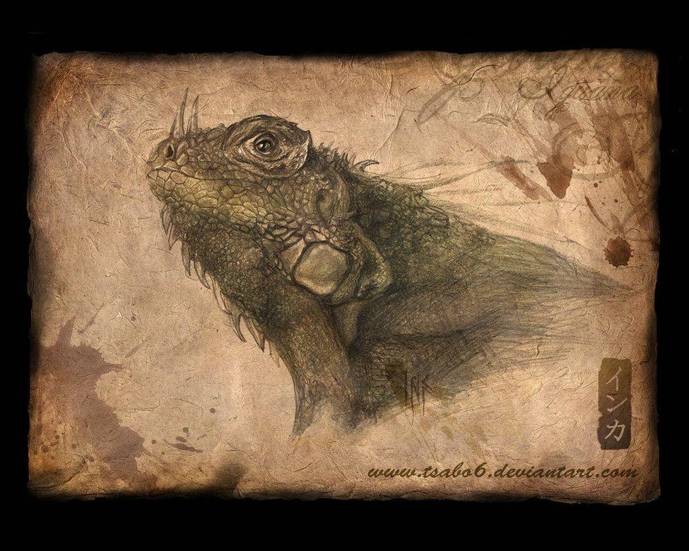 Iguana Wallpaper