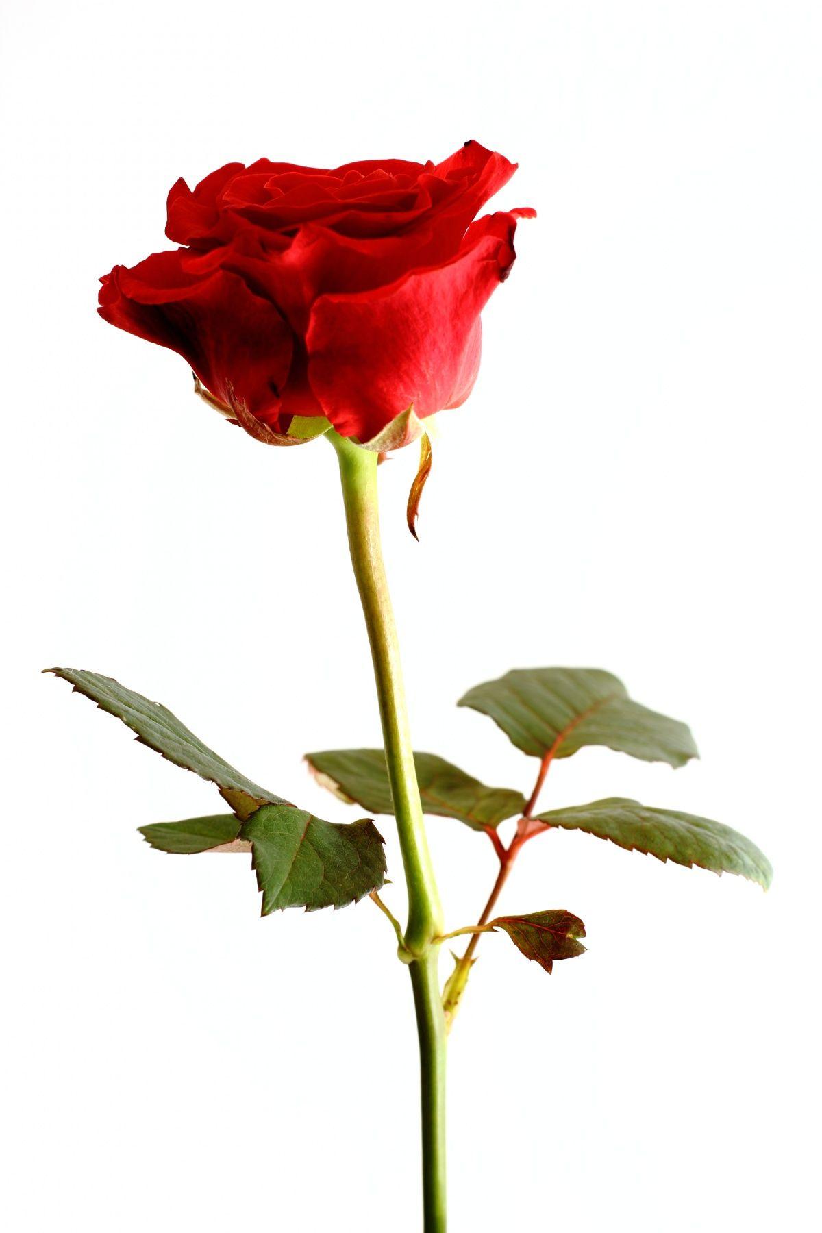 clipart gratuit rose rouge - photo #48