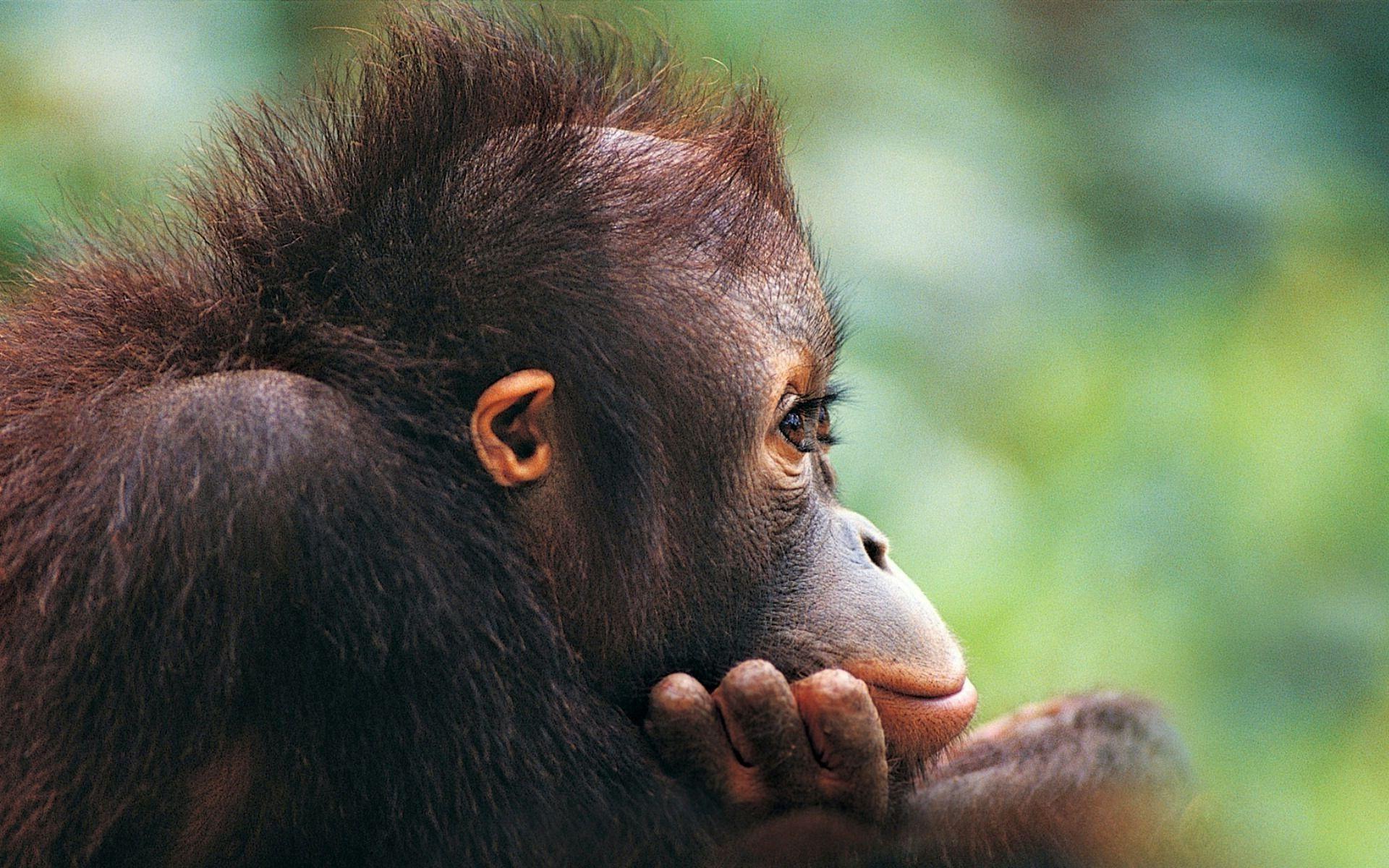 Orang Utan Monkey (3129). Animal Wallpaper Osteotx.com