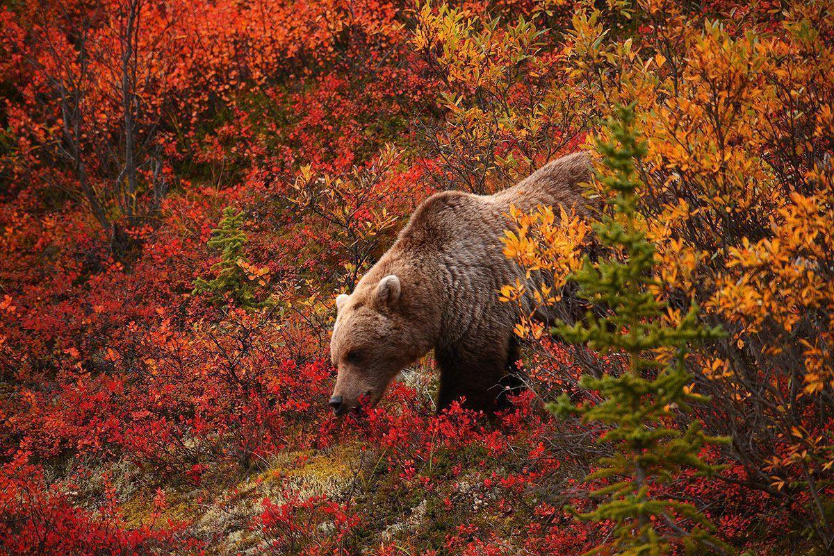 Wallpaper For > HD Grizzly Bear Wallpaper