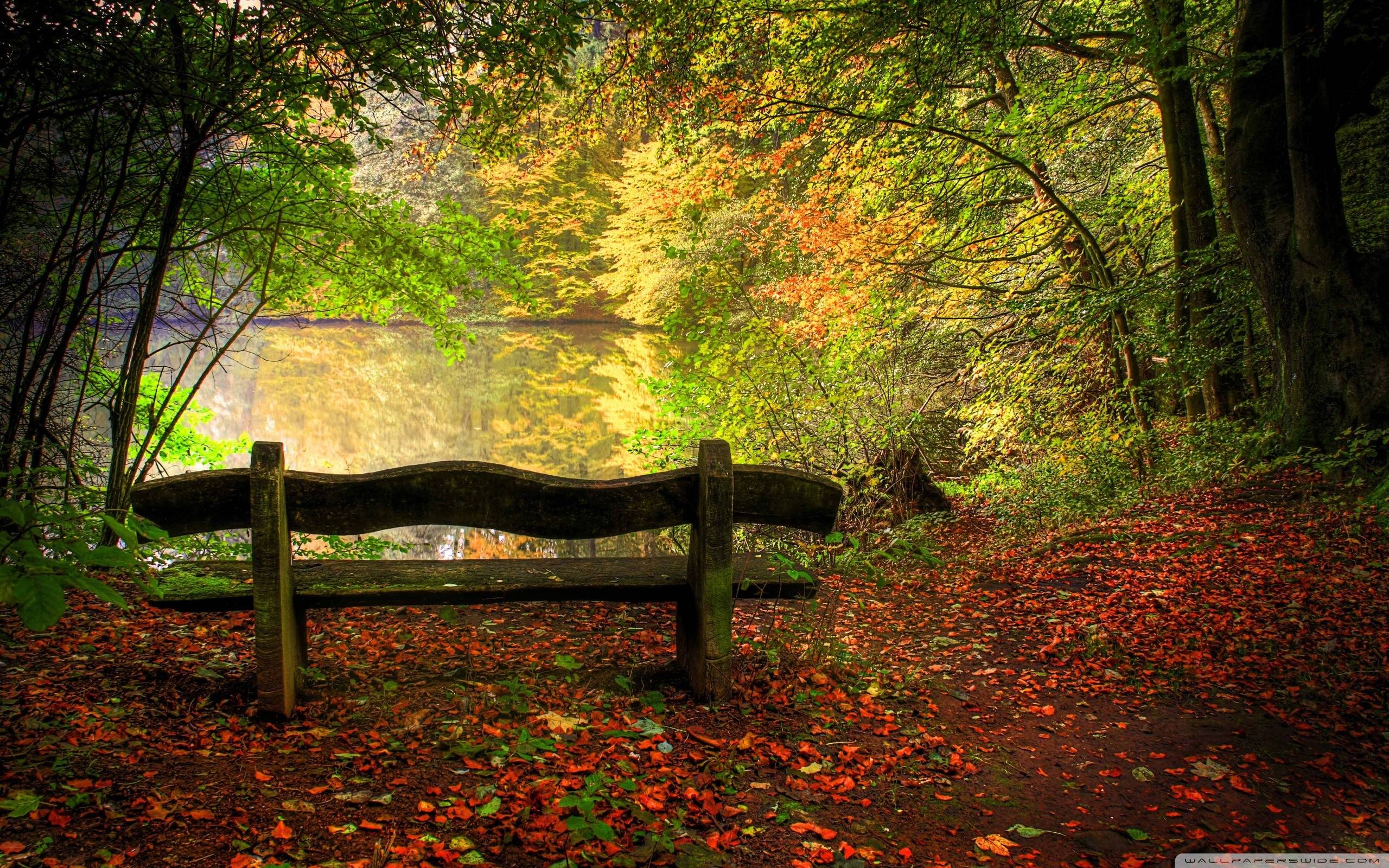 HD Empty Bench In Fall Scene Wallpaper