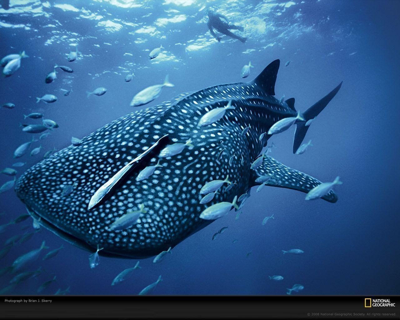 Whale Shark Photo, Life in Color: Blue Wallpaper, Download, Photo