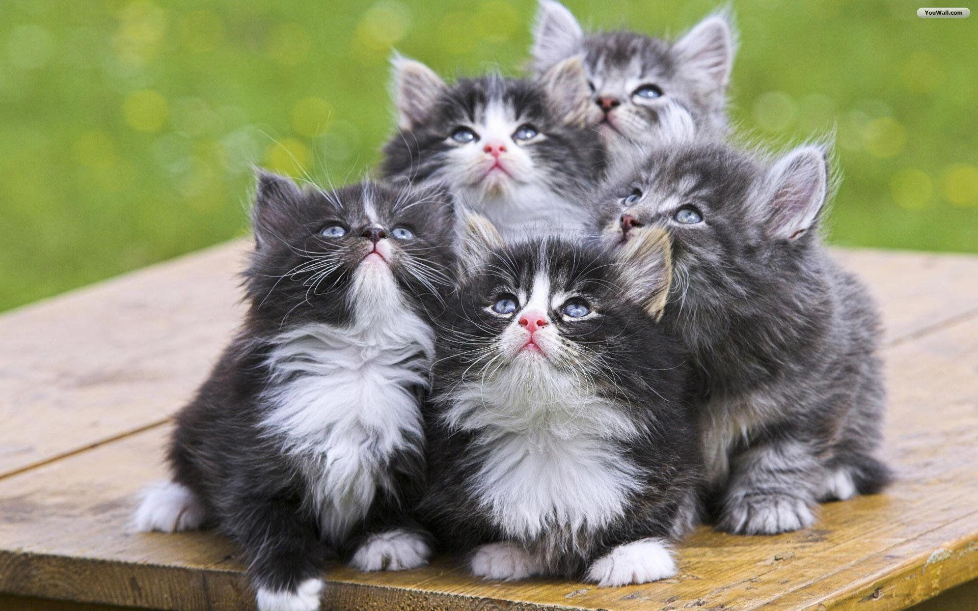 Kitty World: Cute Little Kitten Picture