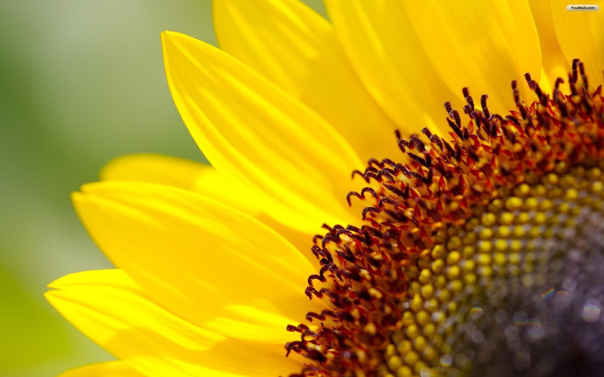 Sunflower Wallpaper For Android · Sunflower Desktop Wallpaper