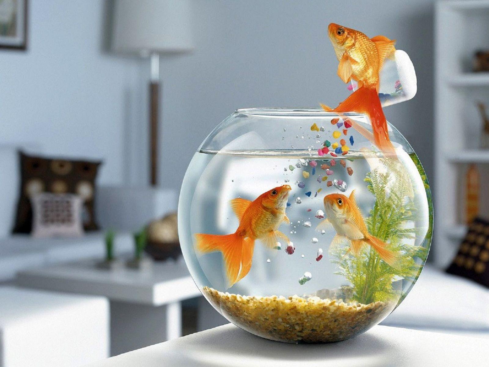 Fish Desktop Wallpaper. Free Desk Wallpaper