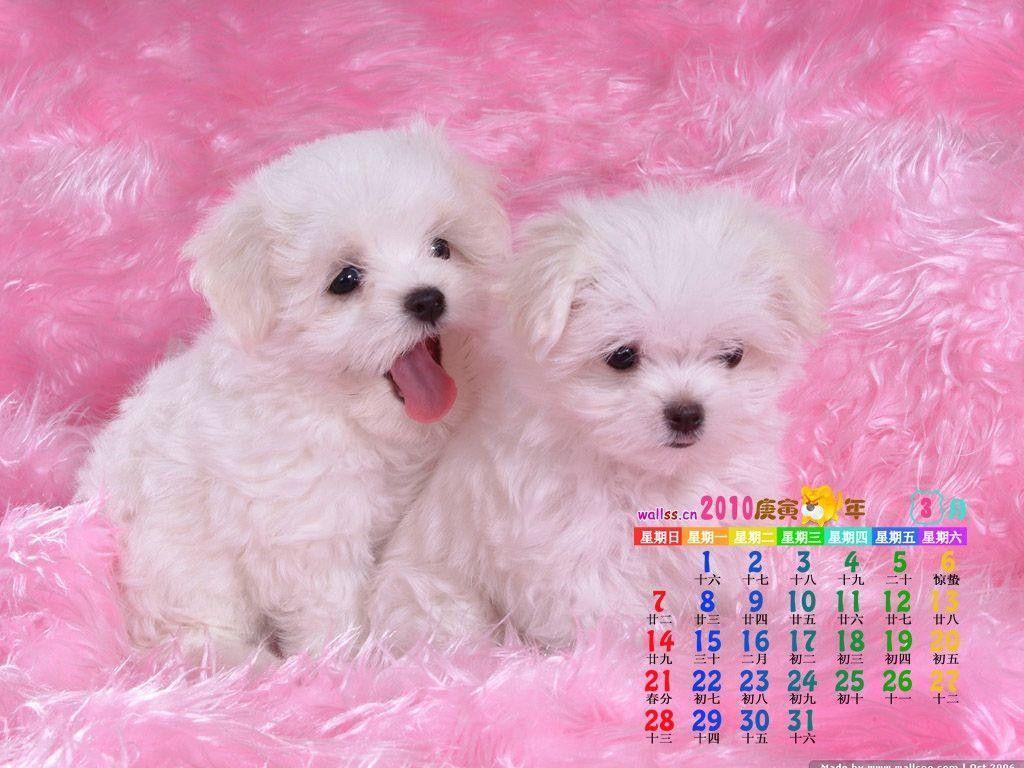 Download Dogs Free Cute Wallpaper 1024x768. Full HD Wallpaper