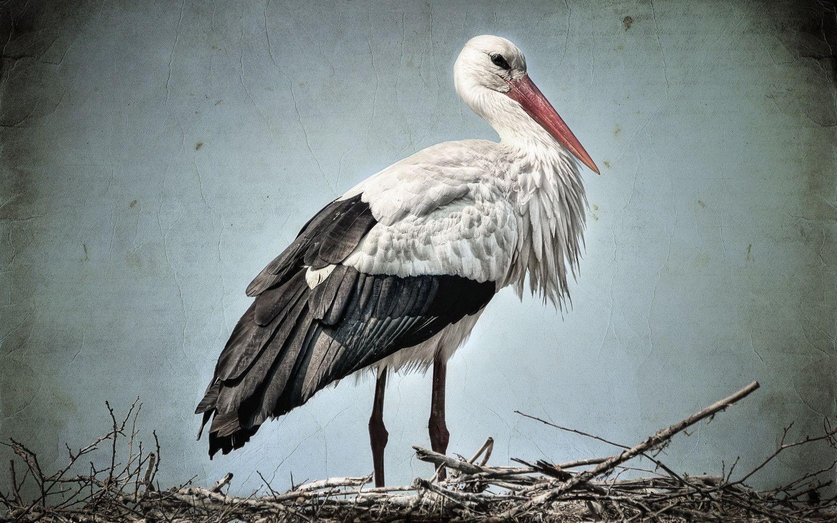 Stork Wallpapers - Wallpaper Cave