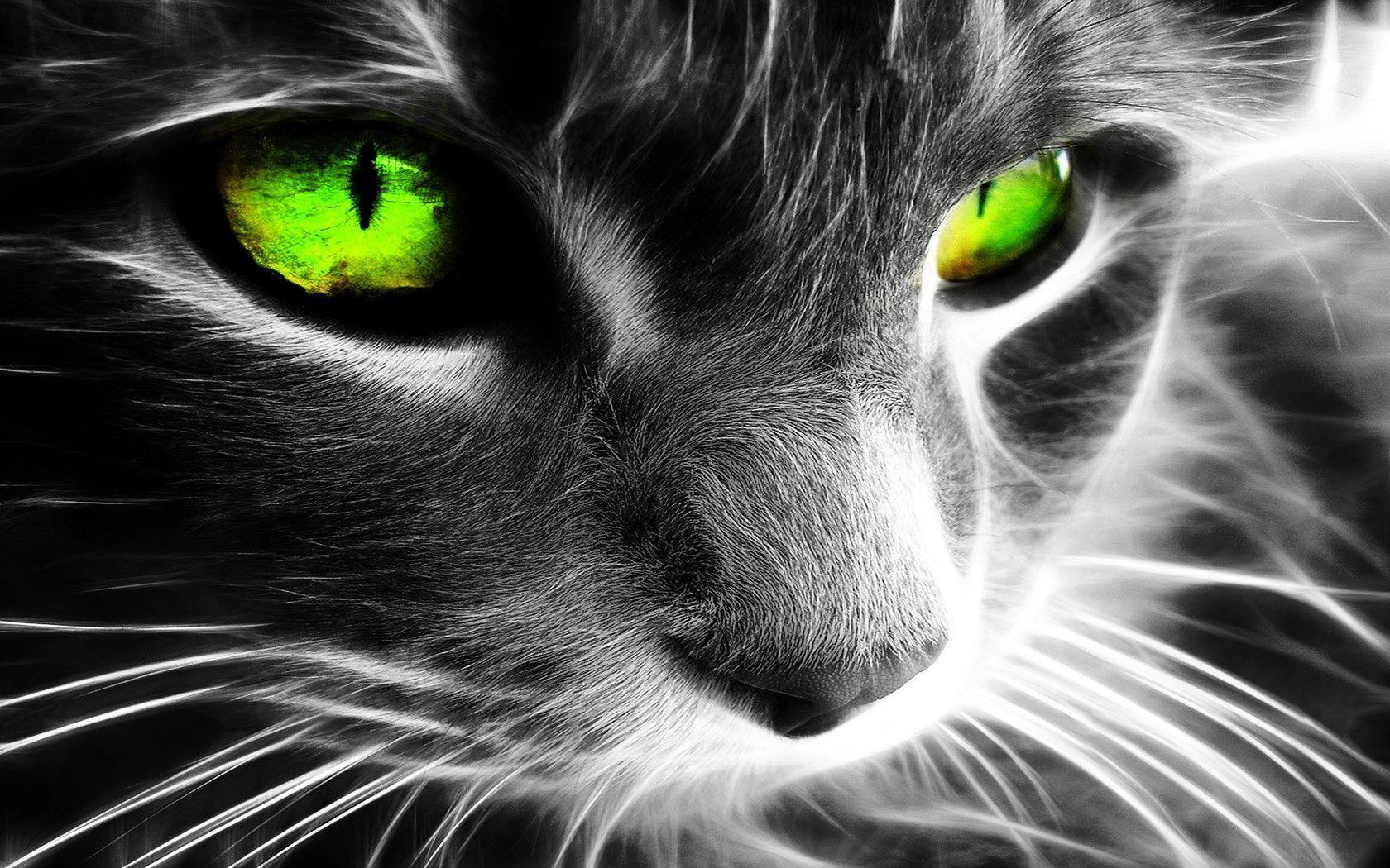 Manipulation of Cat with Green Eyes Free and Wallpaper