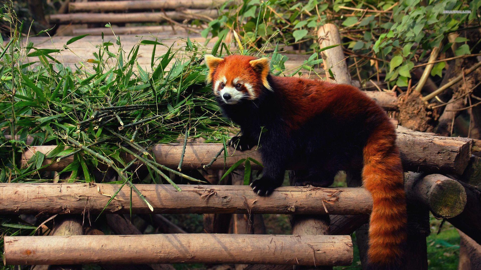 Red panda wallpaper #