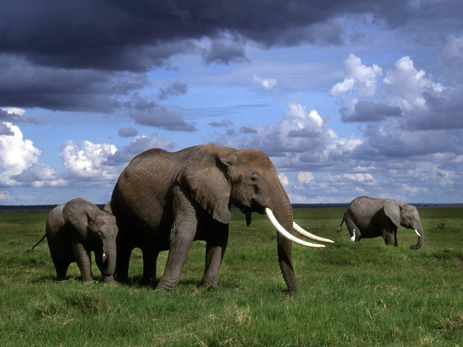 image For > African Elephant Wallpaper