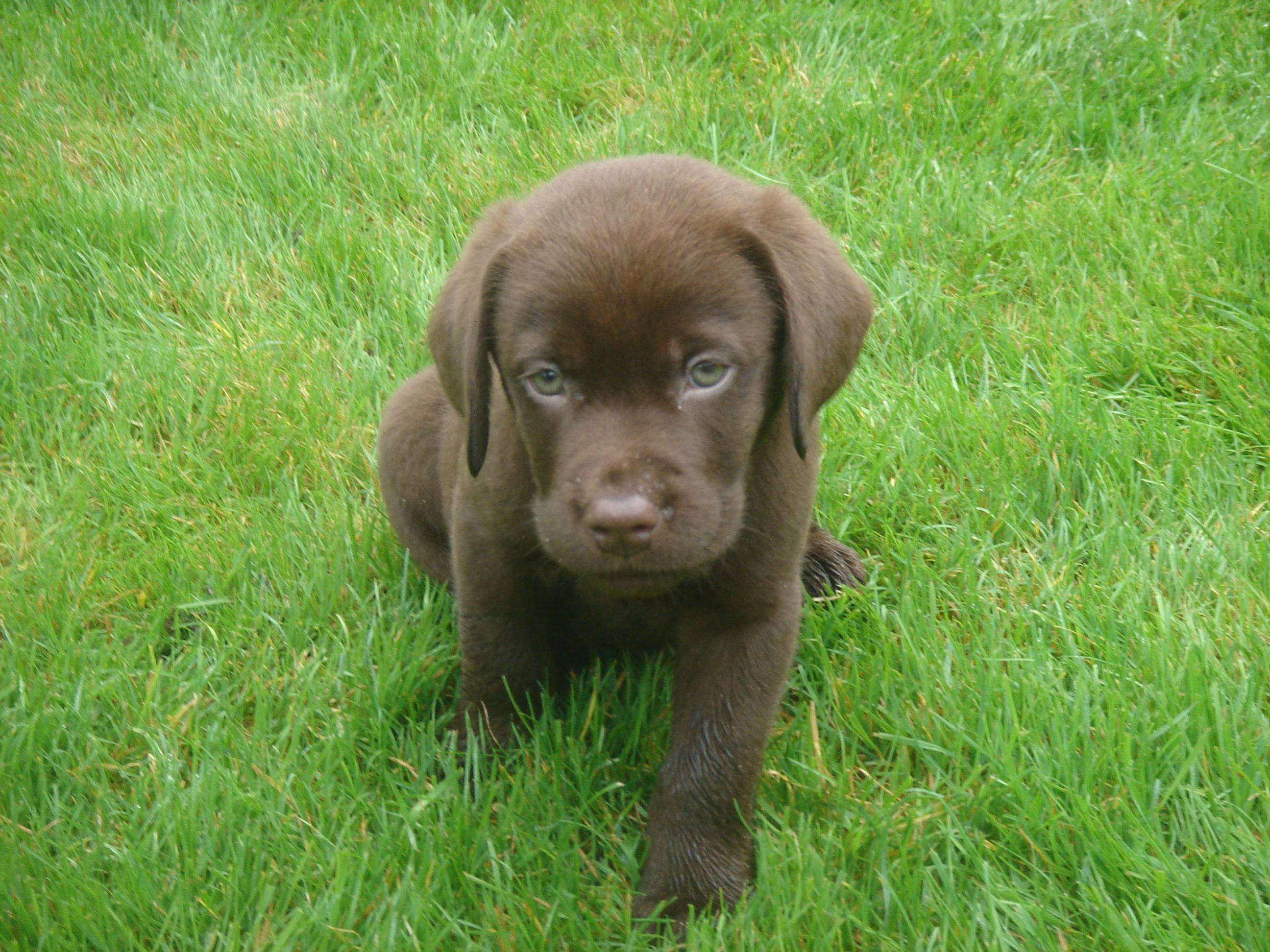 image For > Chocolate Lab Hunting Wallpaper