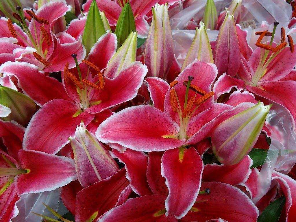 stargazer lily wallpapers wallpaper cave stargazer lily wallpapers wallpaper cave