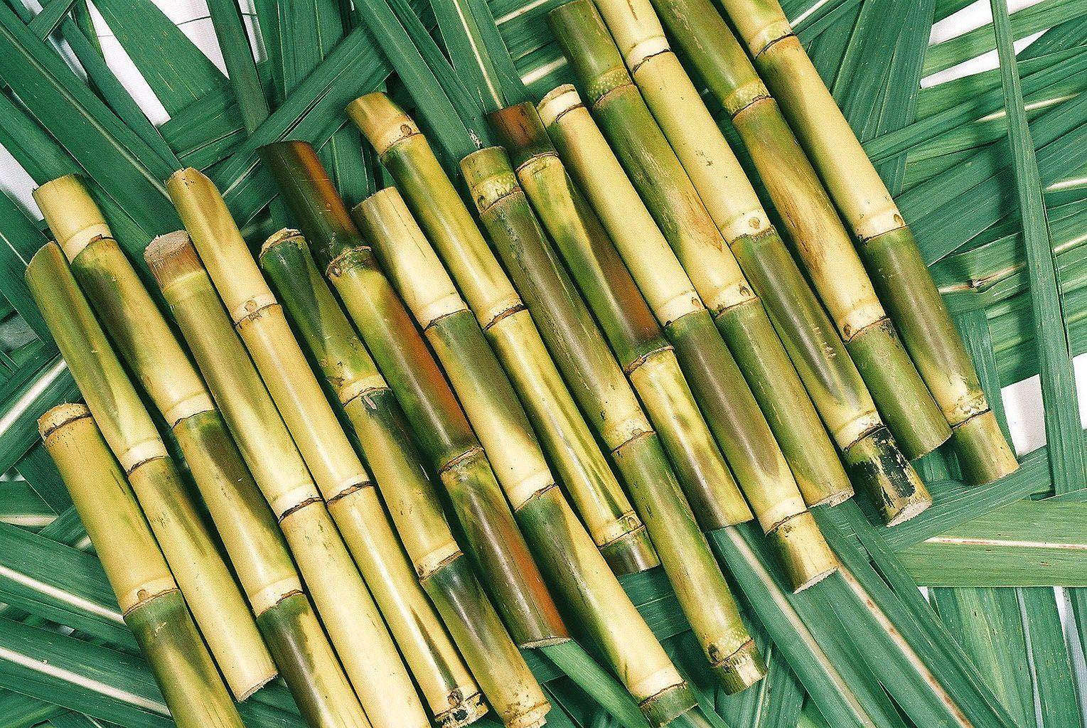 image For > Sugarcane Plant