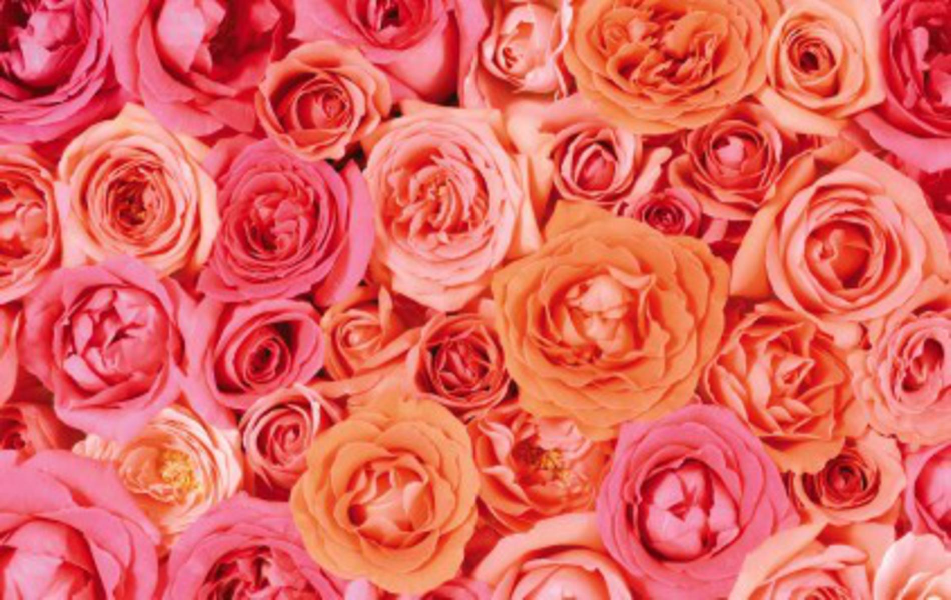 valentine pink roses free background