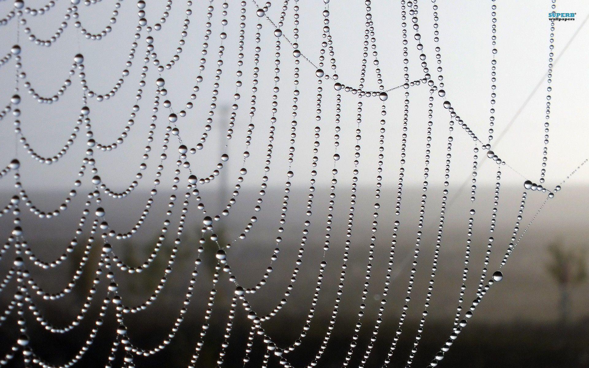 Wet spiderweb wallpaper wallpaper - #
