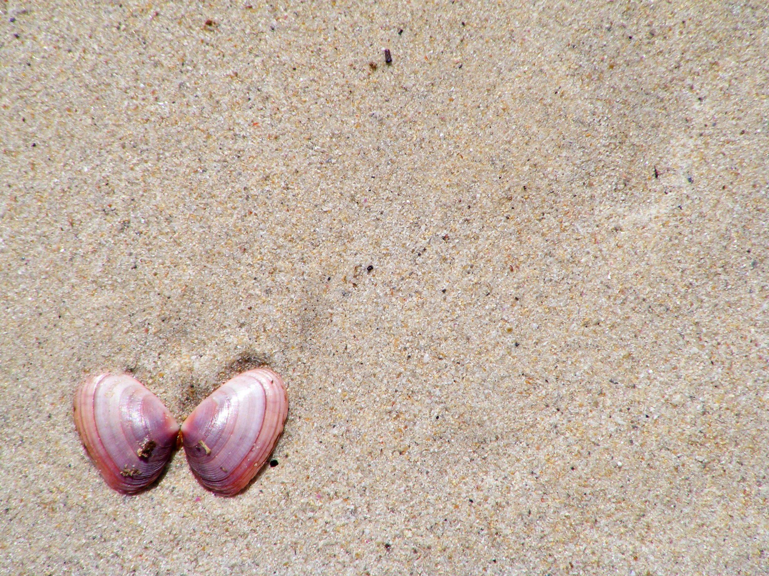 Image Located in Category Ocean and Sea Shells Detail. HD