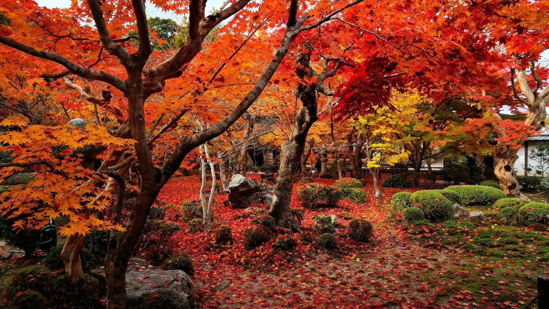 Wallpaper autumn wallpaper temple enkoji colorful world 1920x1080