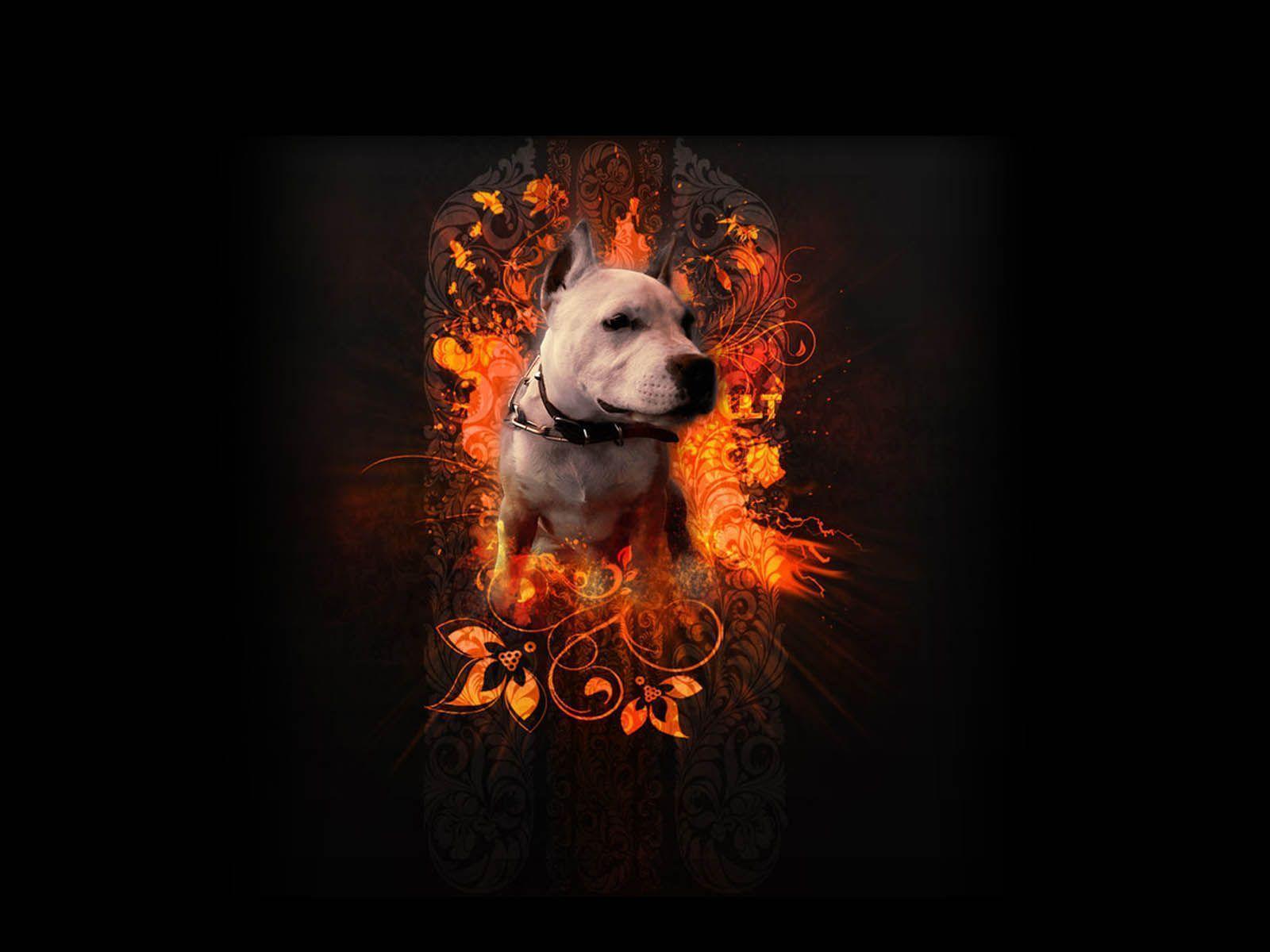 Cool Pitbull Dog Wallpaper