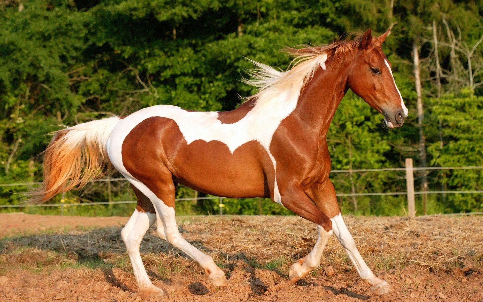 Horse desktop wallpaper