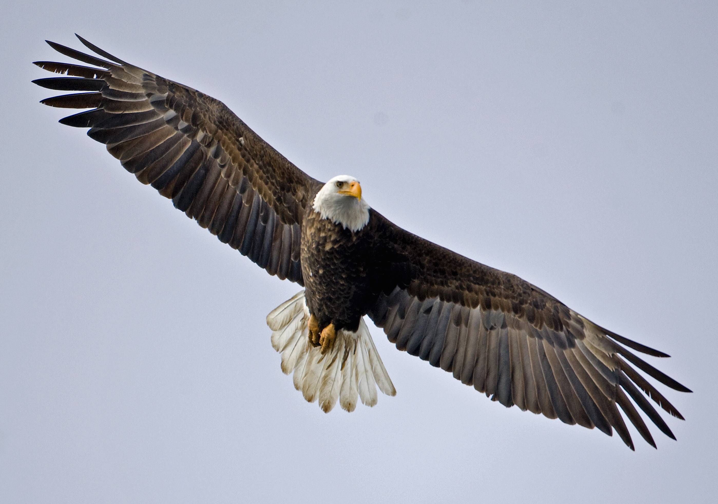 Bald Eagle Wallpaper and Background