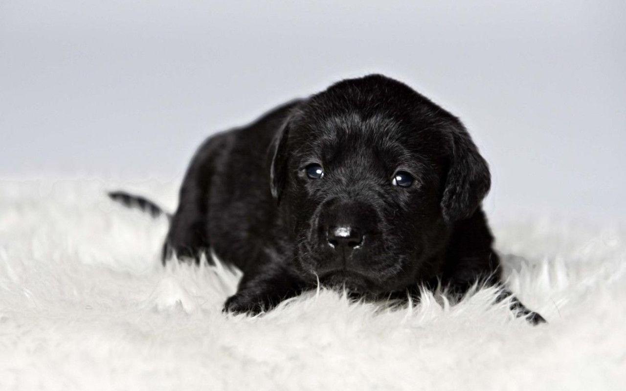 Black Lab Puppy Wallpapers - Wallpaper Cave