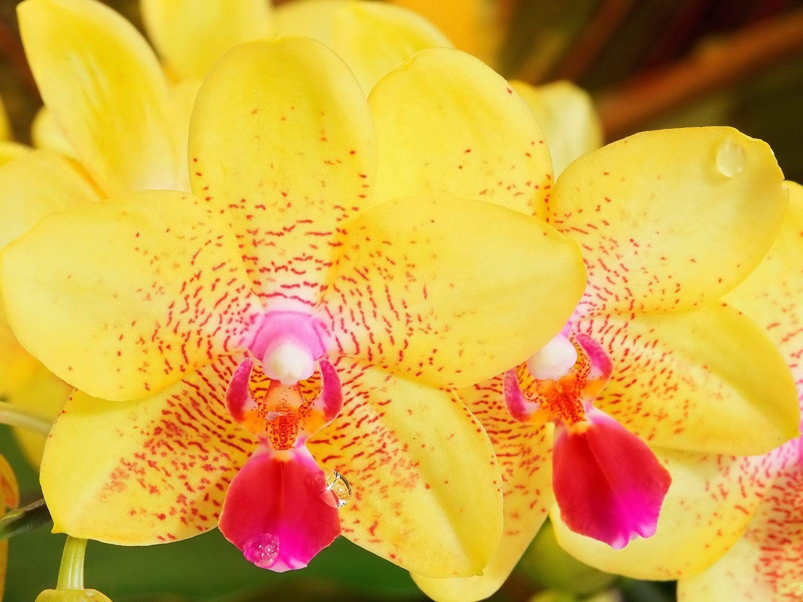 Yellow Orchid Exotic Flowers Computer Background Wallpaper