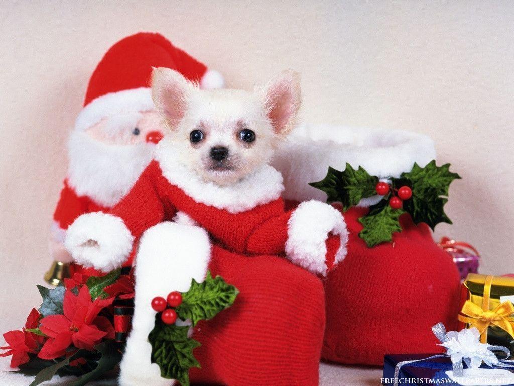 Christmas Puppy Dog Wallpaper