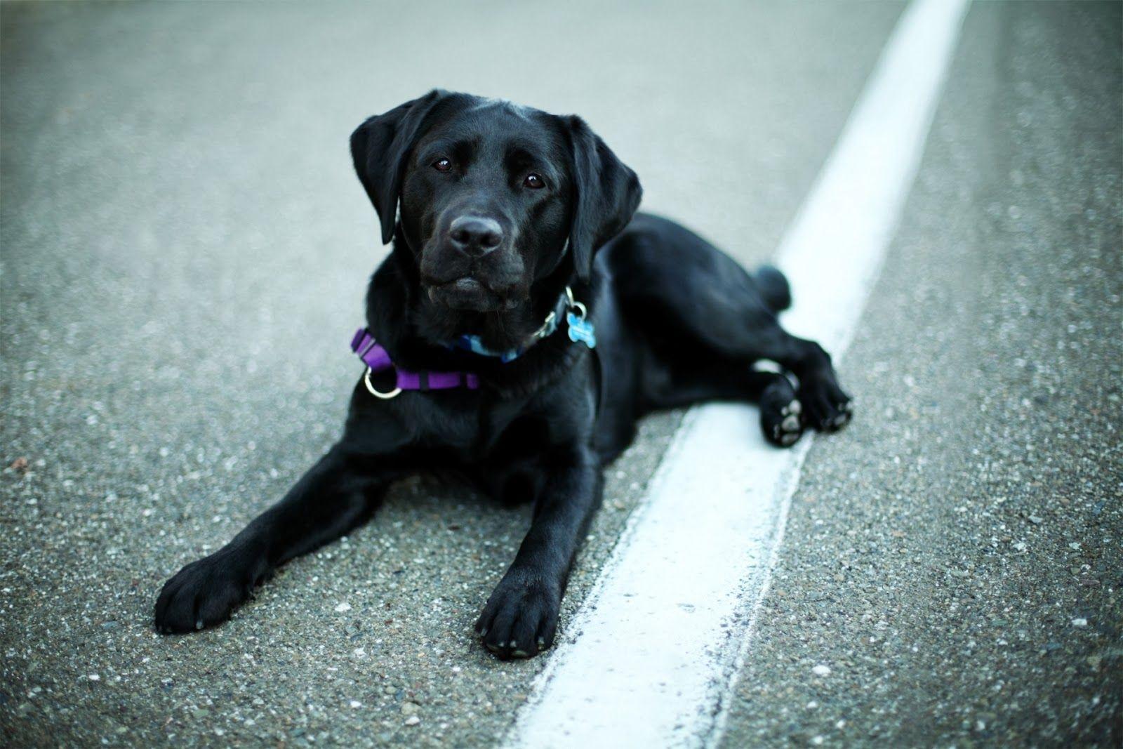 Black Labrador Retriever Wallpaper and Facts. Pet Care Tips