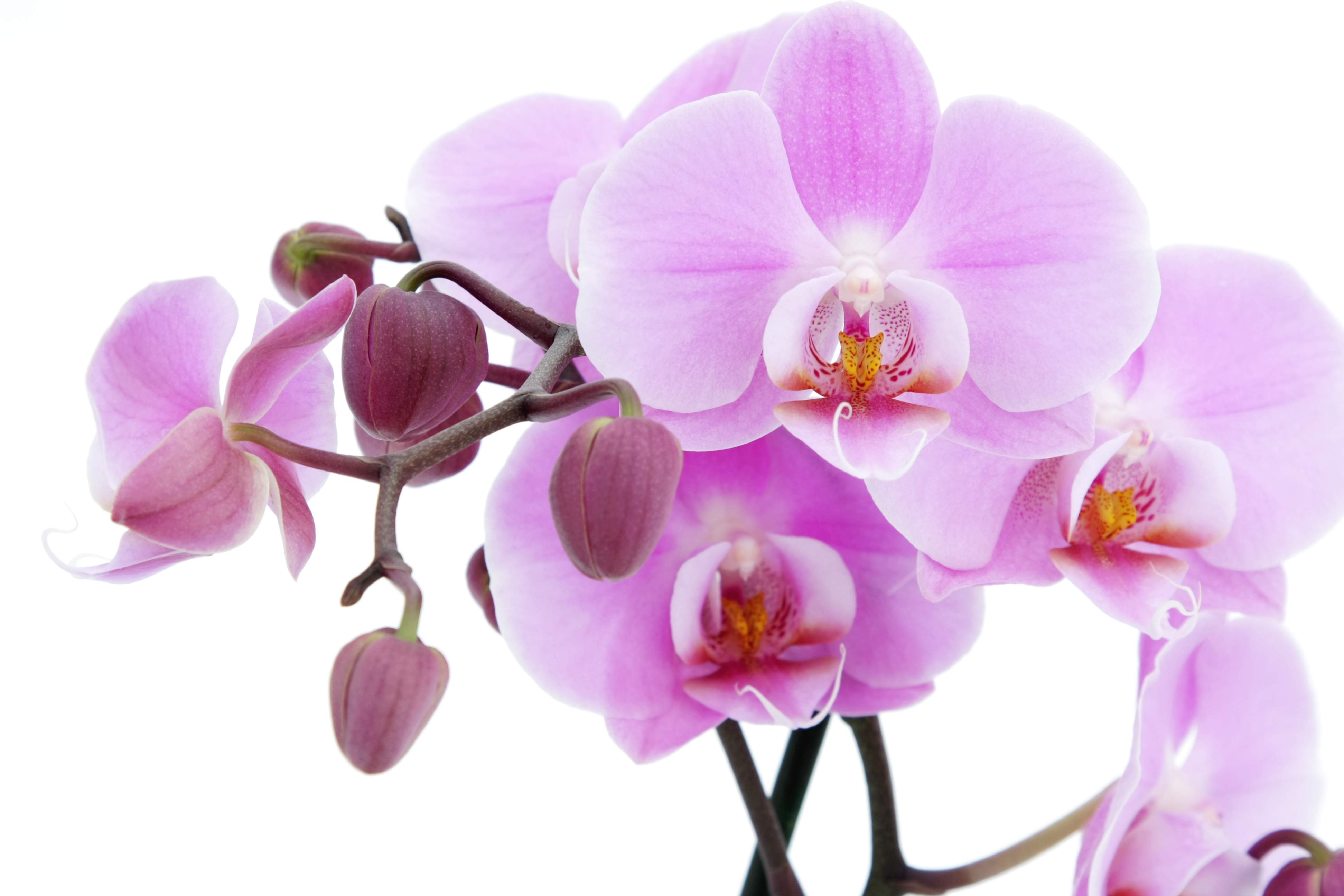 Flowers For > Purple Orchid Flowers Wallpaper