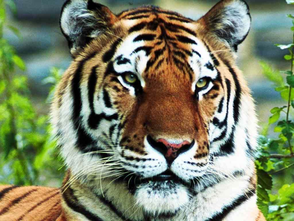 tiger wallpaper free download Search Engine