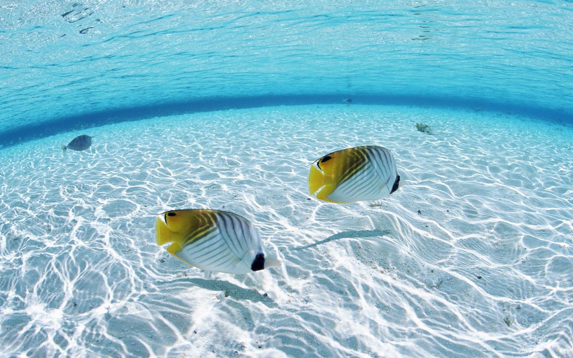 Download Fish In The Ocean Wallpaper. Full HD Wallpaper