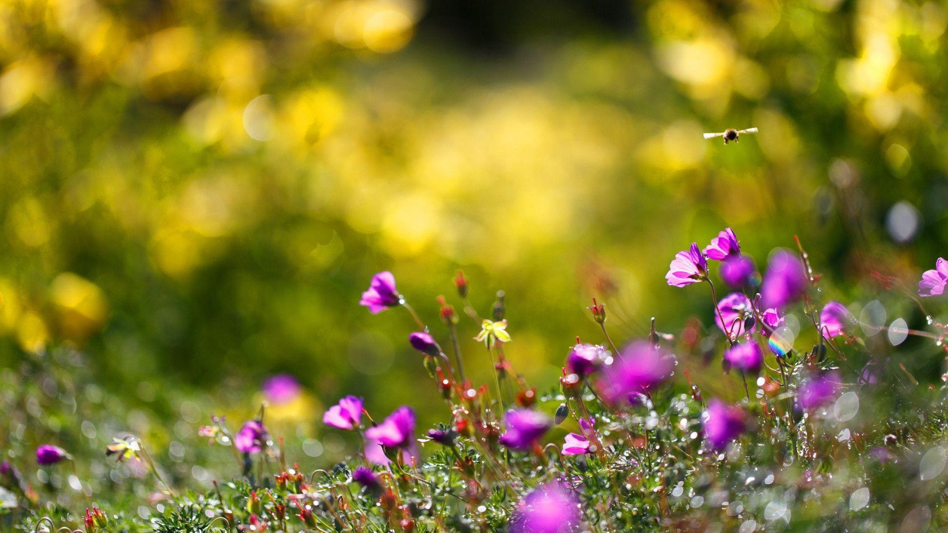 Summer Flowers Bees. Download HD Wallpaper
