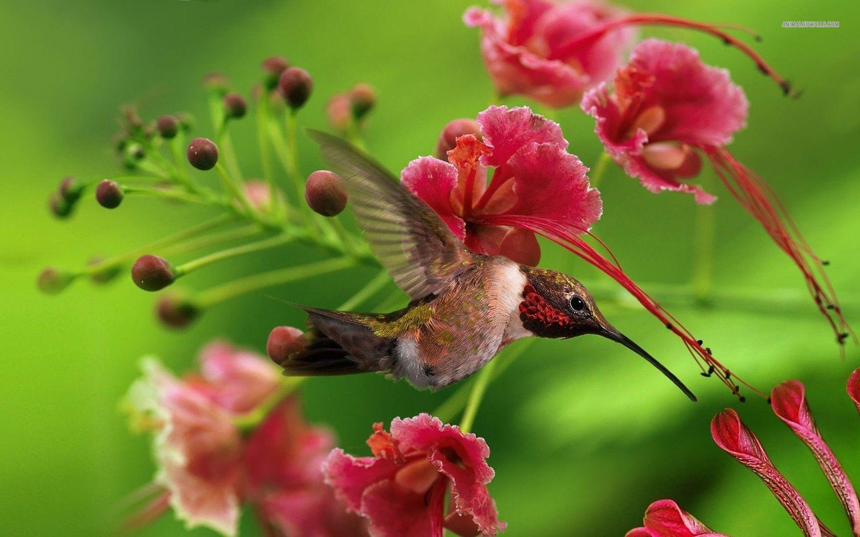 Download Free Hummingbird Wallpaper 37 Wallpaper Background HD