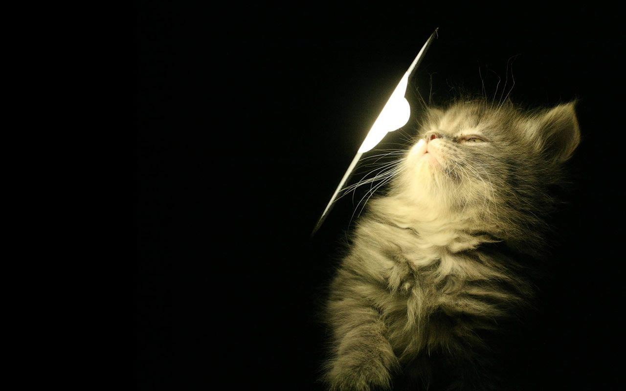 Funny Cat In Front On The Light Wallpaper Back Wallpaper