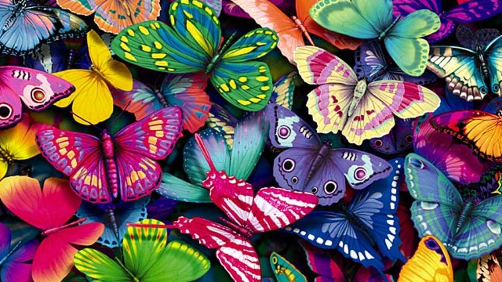 Wallpaper For > Colourful Butterfly Background