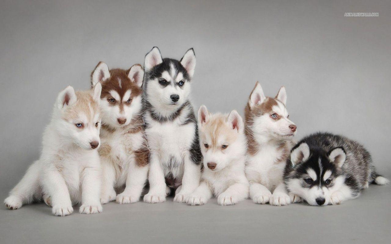 Siberian Husky puppies wallpaper #