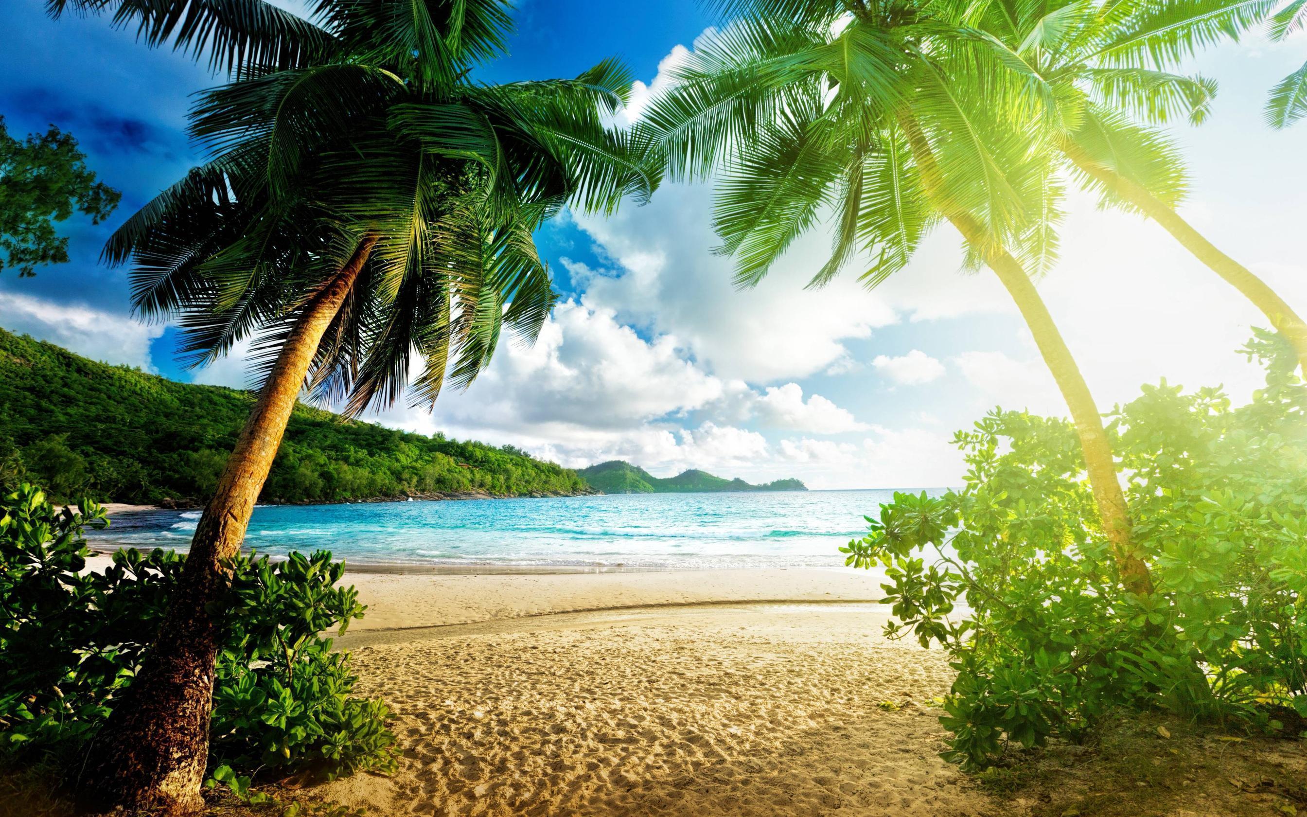 Exotic Beach, Palms, Sand, Ocean widescreen wallpaper. Wide
