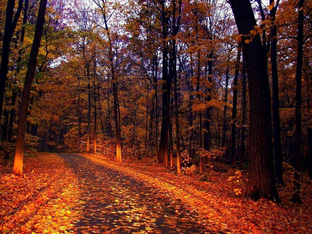Autumn Road Trees Fall Season Colors Forest HD wallpaper #