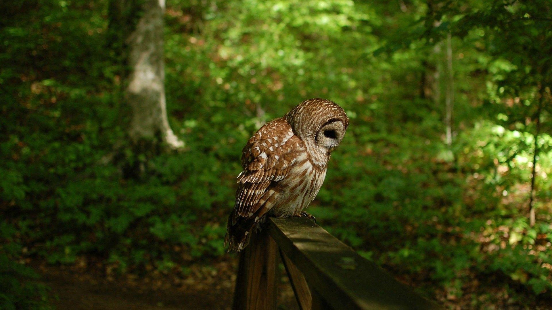 image For > Owl Desktop Wallpaper HD