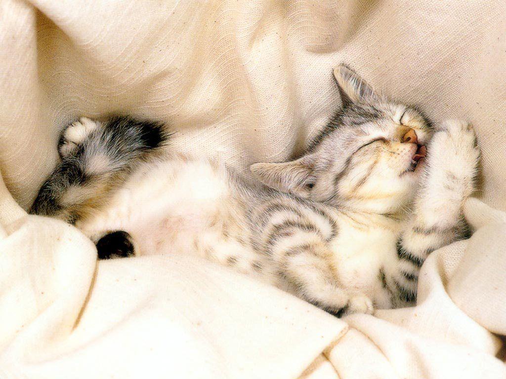 Funny Kitten Wallpaper. Cats Wallpaper HD