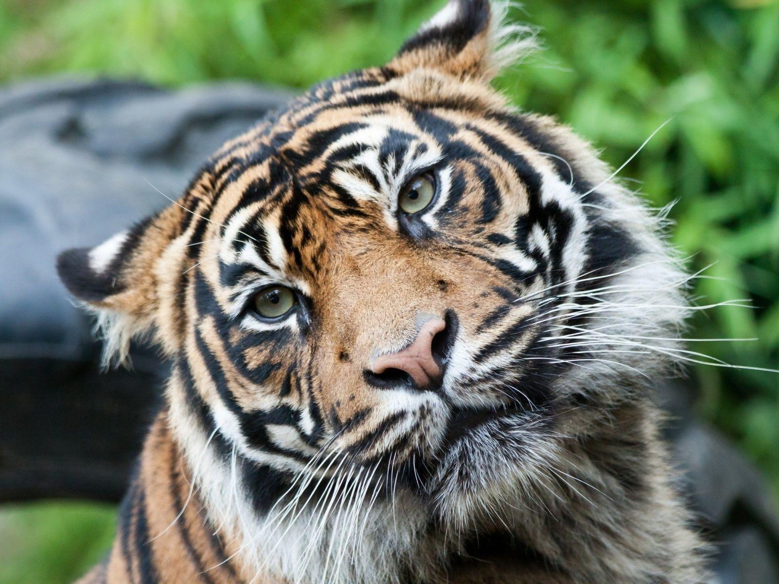 Animals For > Tiger Face Wallpaper