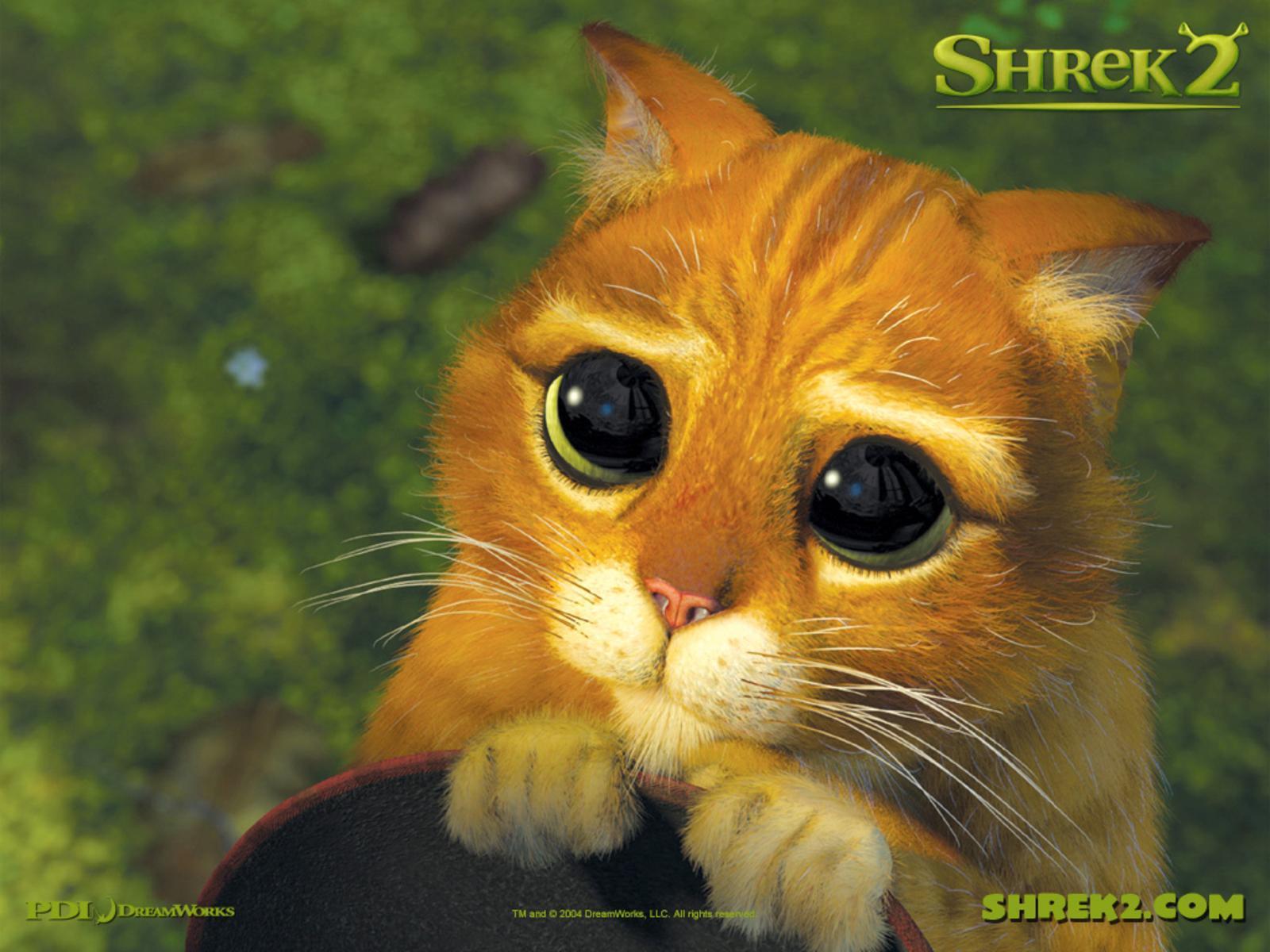 Shrek cat free desktop background wallpaper image