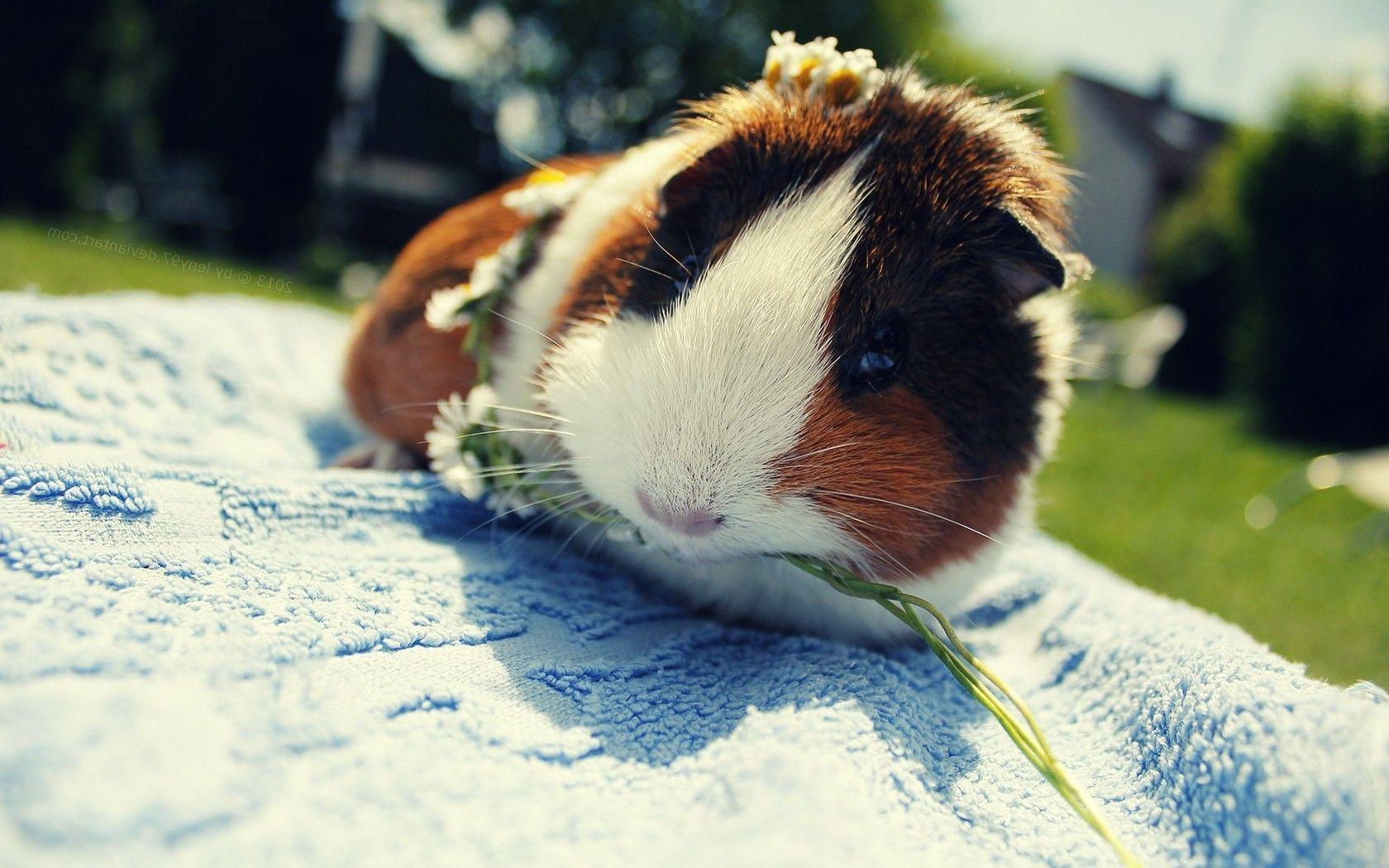 Guinea Pig Wallpapers - Wallpaper Cave